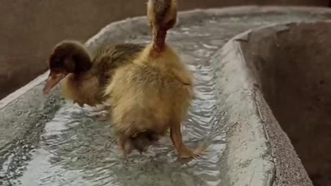 Cute Ducks ♥ #ducks #duck #viral #trend