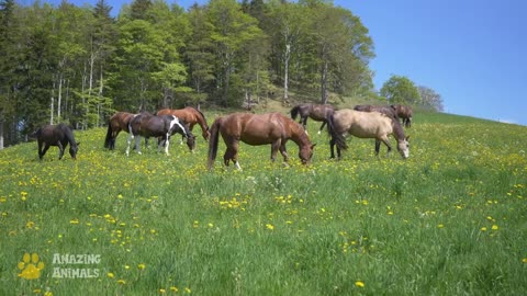 The Natural Habitat of Horses. Sounds of Nature.