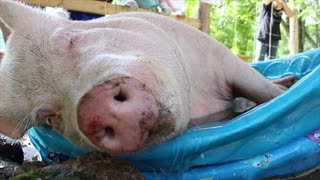 Huge pig chills out in tiny mini pool