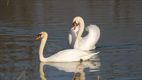 #Swan #dating