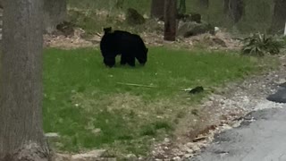 Mama Bear Carries Cub on Her Back