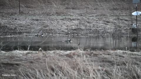 Hooded Merganser Male Duck Catching and Eating Fish North America