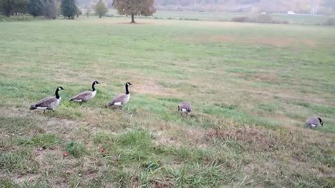 I interrupted their routine as they walk away | The Rural Outdoors