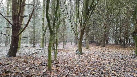 snow in the woods