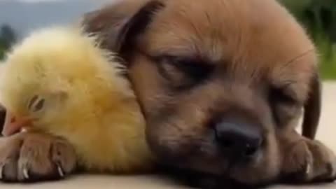 Funny dog and chicken 😂 they want to sleep 😴