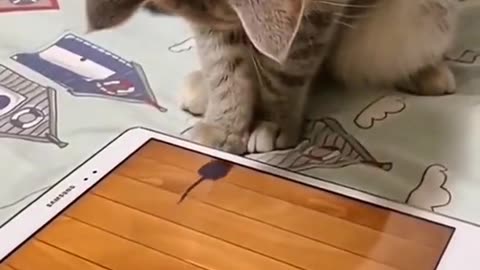 How this hilarious cutie pie cat made me laugh out loud!