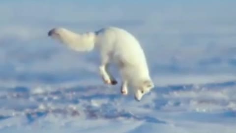 Polar fox hunting the rodents #Arctic_fox # polarfox