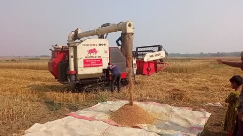 rice harvesting machine working video