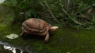 Most Rare turtle