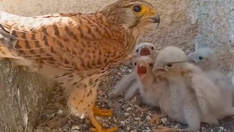 Kestrel mother takes good care of her children