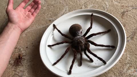 Goliath The Giant Is The World's Largest Tarantula And He's Surprisingly Gentle
