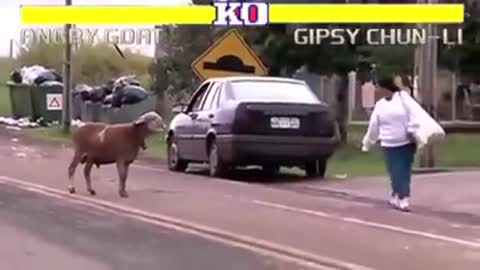 goat versus human