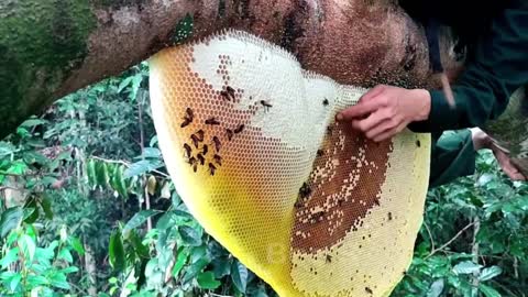 wild Honey harvest satisfying