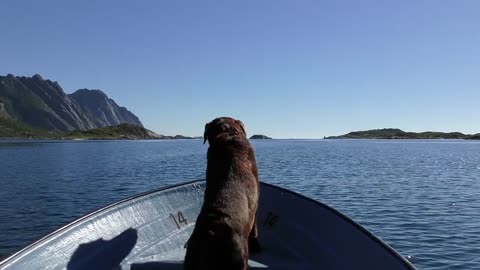 VÍDEOS DE CÃO