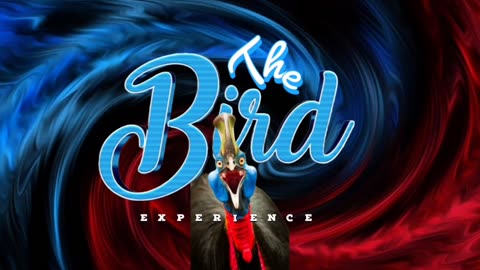 The Bird Experience