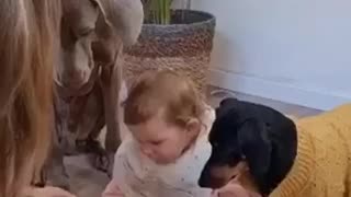 Lovely baby welcome dogs to eat with them I Funny child with Dogs eating