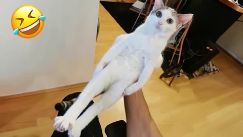 You can't stop laughing at Silly Cats! New Funny Cats 2024 🤣