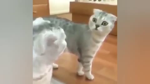 OMG So Cute Cats Best funny cat videos 2023