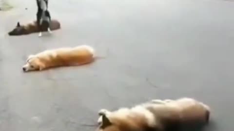 Dog 🐕 video