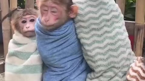 Enjoy monkey 🐒 videos