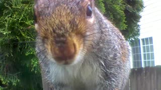 Simple up-close and clear video of a squirrel looking at you.