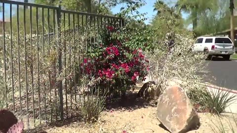 The beautiful flowering cactus