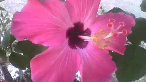 2 lindas flores hibisco rosa, há pequenas formigas andando por elas [Nature & Animals]