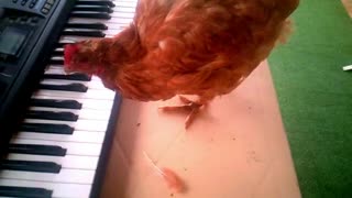 Chicken Plays Birthday Song on Keyboard