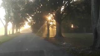 Morning drive