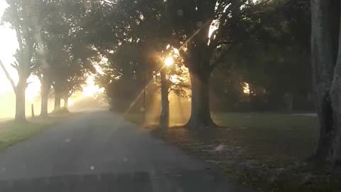 Morning drive