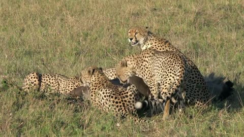 cheetah hunting animal