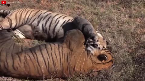 Lion VS Tiger Real Fight - Tough Creatures [Ep. 4]