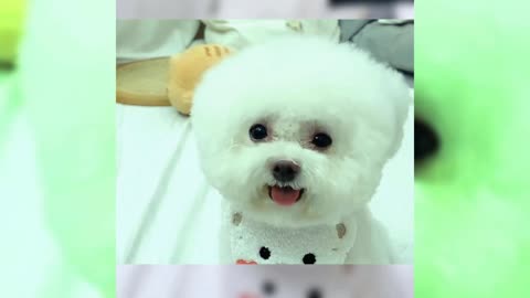cute puppie / funny baby dog/ Super Funny Dog Videos