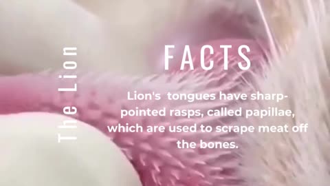 #Lion toung