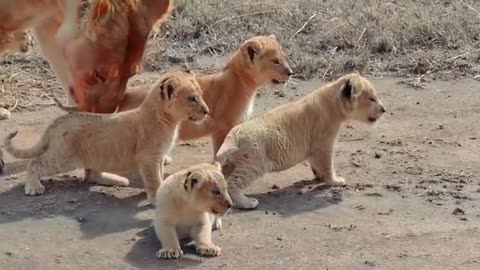 Cute baby lion 2