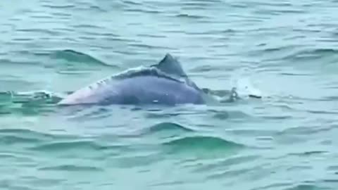 Gorgeous Dolphins #shorts #shortvideo #video #virals #videoviral