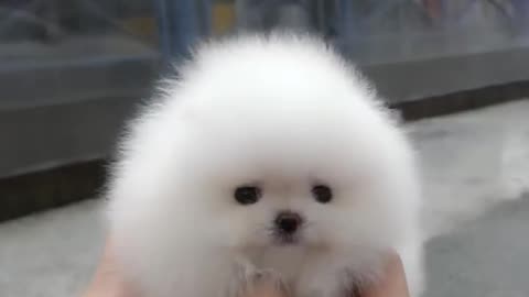 Cute😽 white 🐶miniteacap Pomeranian puppy🐶 video