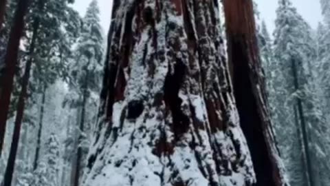 Secret passage inside a sequoia tree