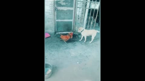 Fierce fight between dog and chicken, super funny. 12