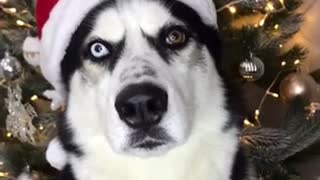 Santa Husky.