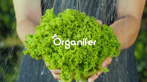 Salad Seed Packet – 20 Varieties • Organifer