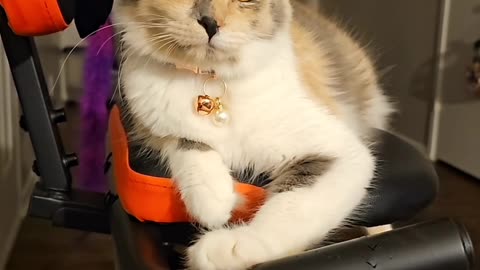 Adorable dilute calico