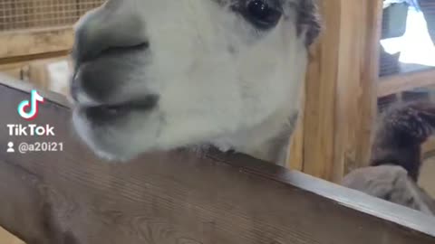 Feeding Llamas! Prospect Park Zoo