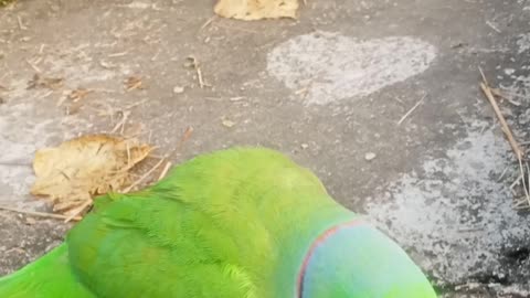 My cute parrot 🦜😍😍