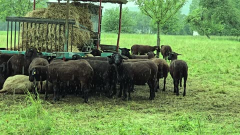 Sheep in an enclosure in the rain / beautiful animals in the rain.