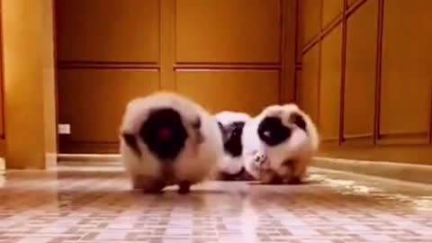 FUNNY CUTE DOG AND CAT
