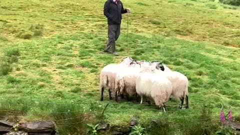 Beautiful Ireland video of sheepdog directing sheep!