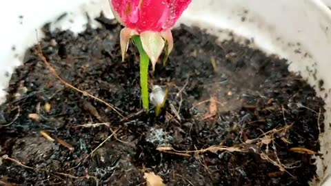 The method of growing red Roses from buds the whole world does not know - Propagate Roses