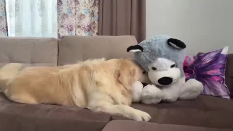 The golden retriever attacked the fake dog