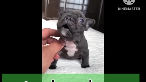 cute dog #dog dance #love #nature #little dogs 🥰#status #viral#funny #
